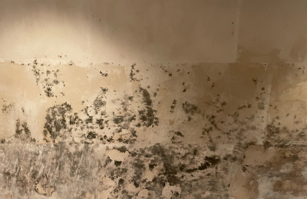 SkamoWall-mould.jpg